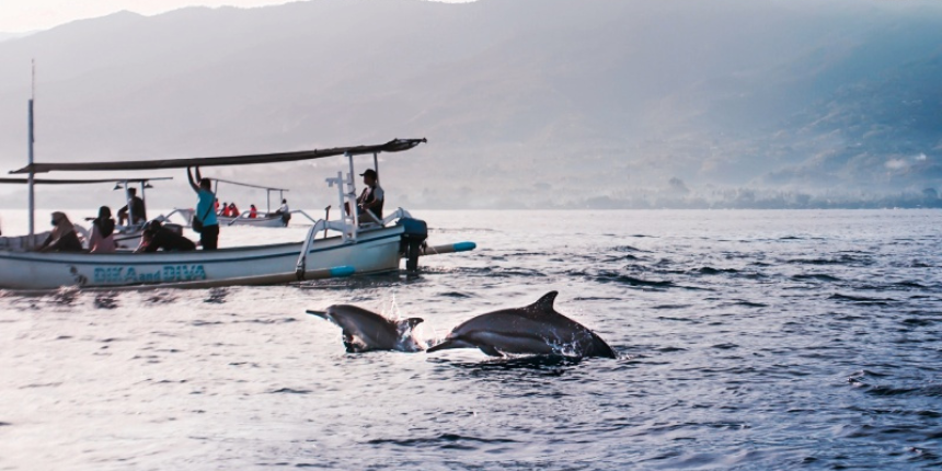 Dolphin Safari