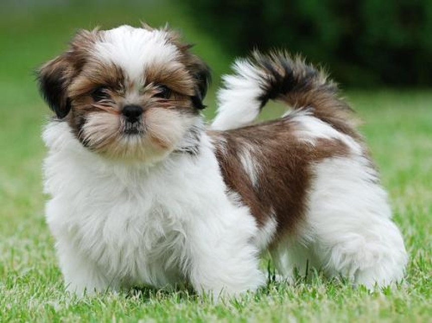 8 Budget-Friendly Dog Breeds in India