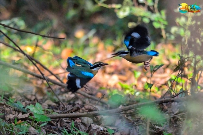 Dr Salim Ali Bird Sanctuary