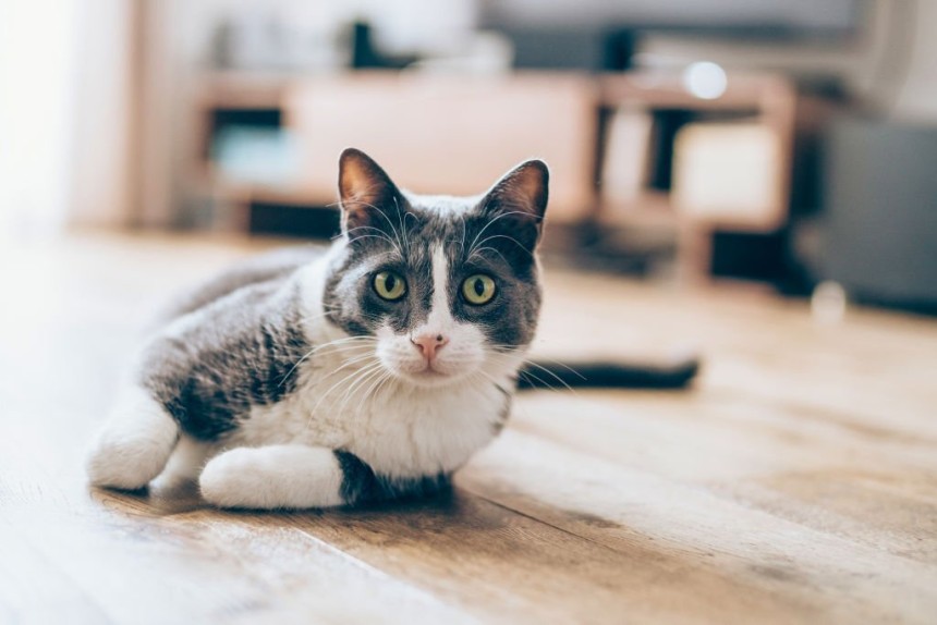 Unravelling the Mystery: Why Do Cats Kick Themselves?