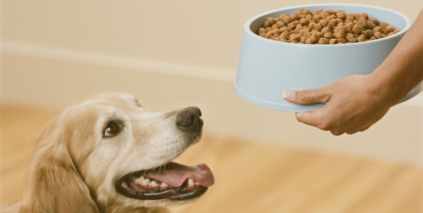 Top 6 Dog Food Brands Worldwide You Must Consider