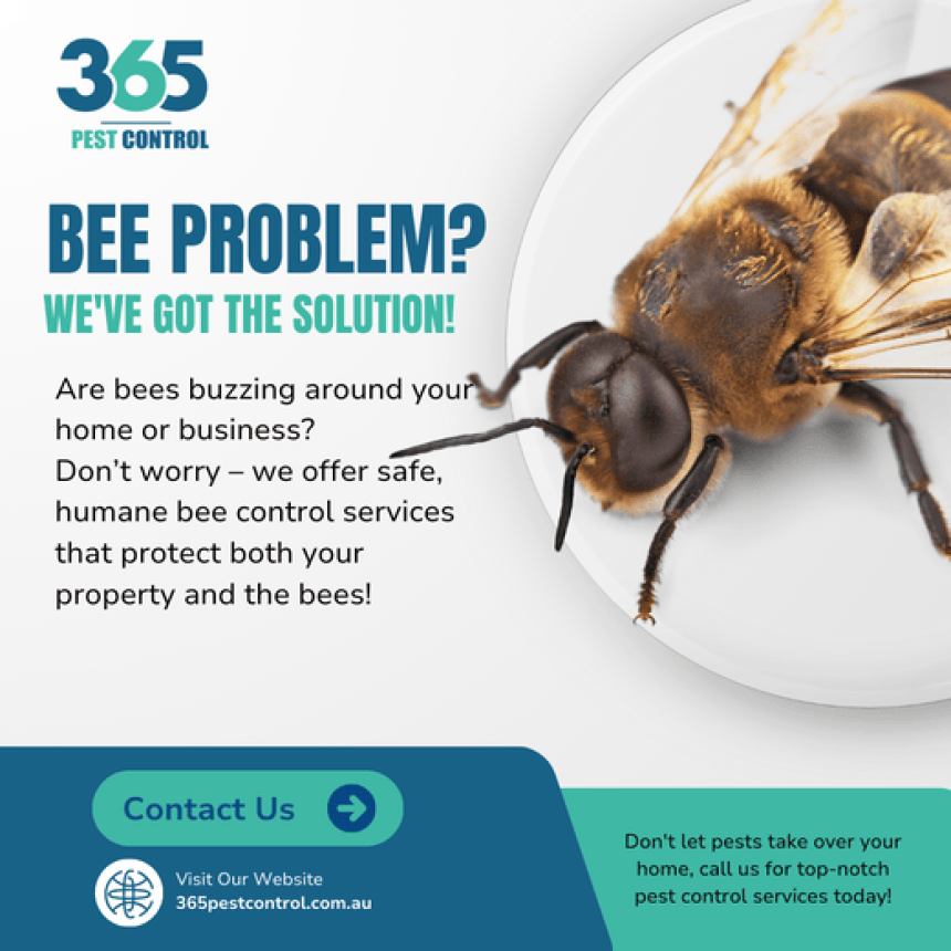 Bees Control Melbourne: Immediate Solutions for Bee and Wasp Infestations