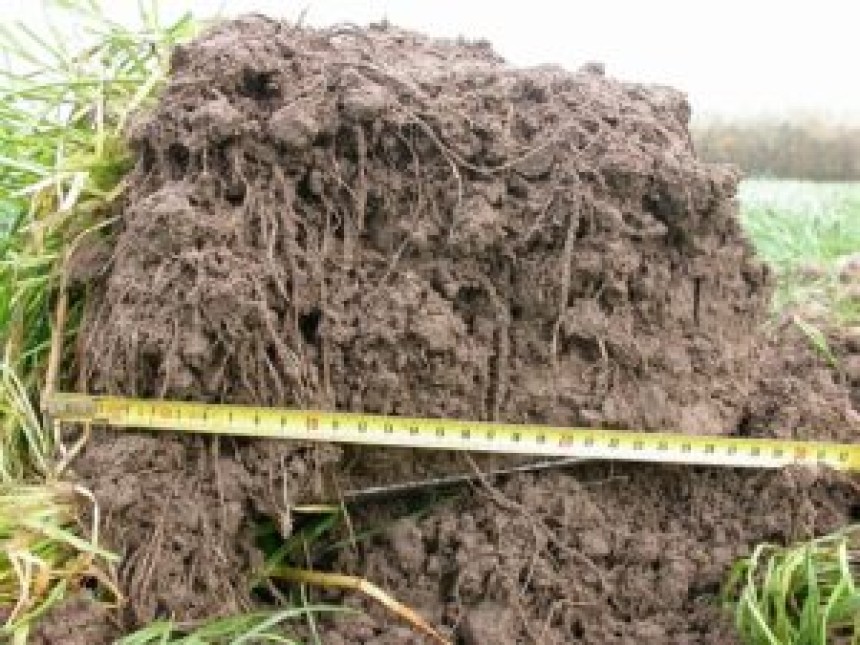 Exploring the Impact of Soil Research on Broccoli Seed Growth and Yield