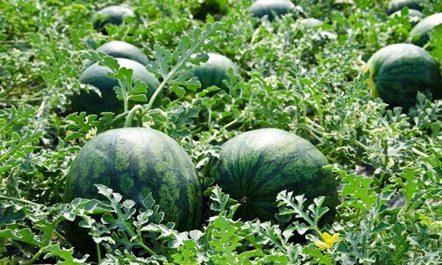 Secrets to Cultivating High-Yield Watermelon and Papaya Crops