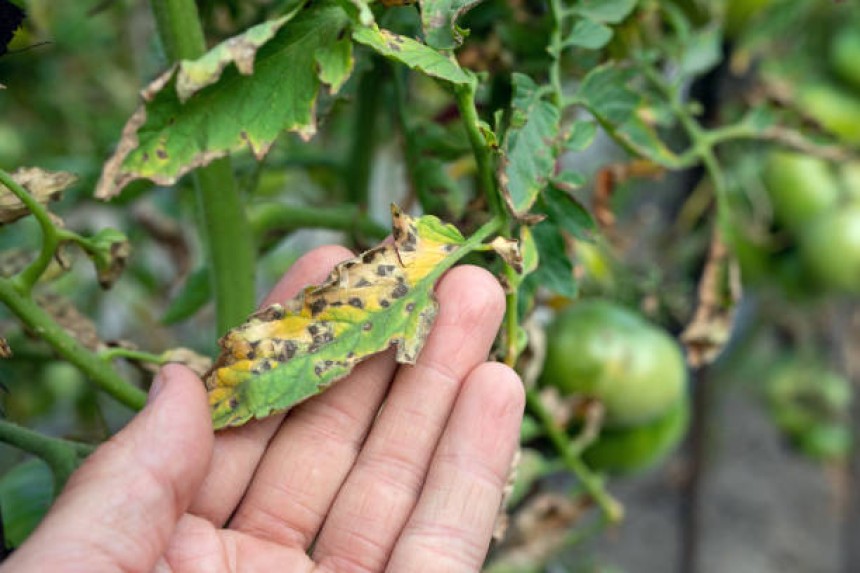 Pioneering Pest Control Innovations: The Emamectin Advantage