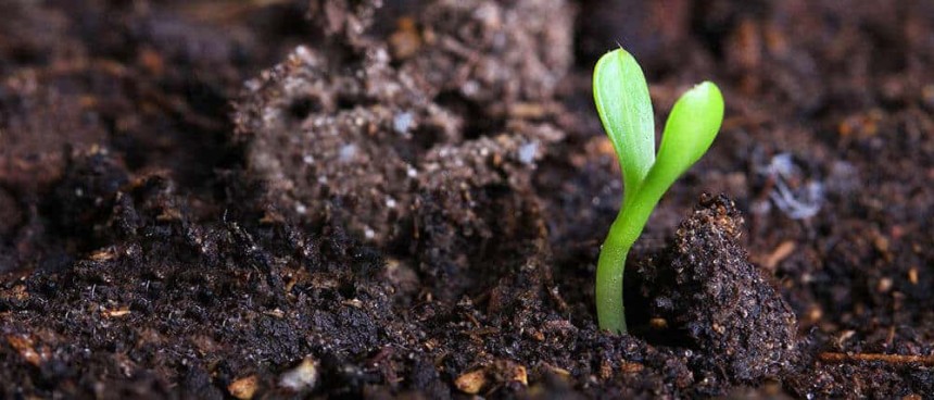 Is fipronil good for termites?