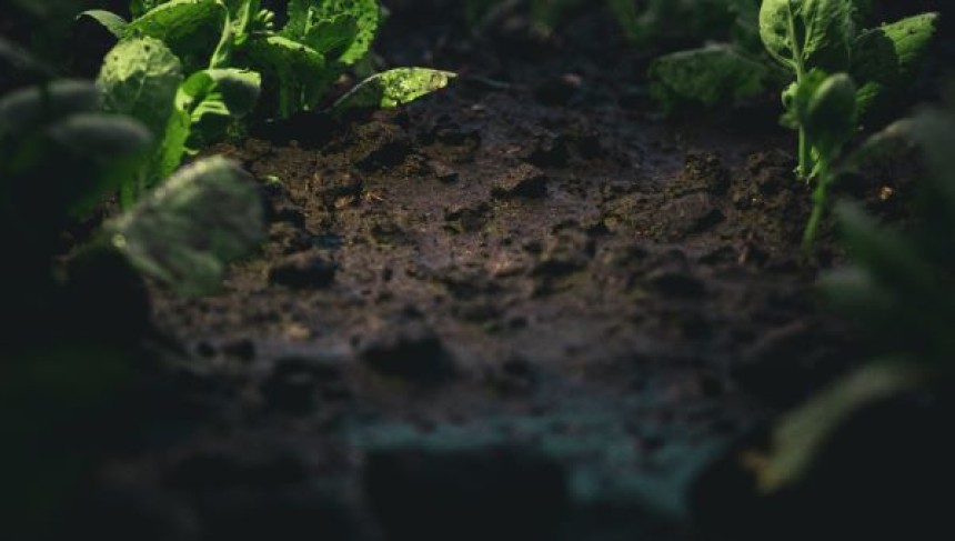 A Step-by-Step Guide to Applying Gibberellic Acid 0.001 L for Maximum Yield