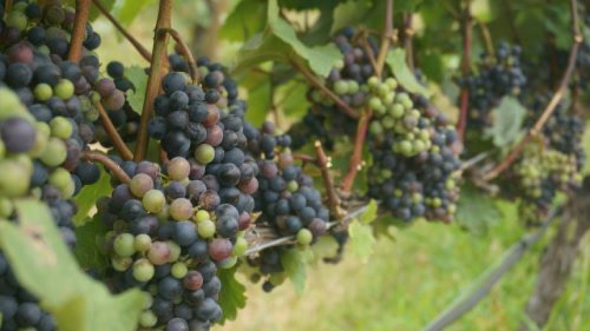 Why Fungicides Like Arostel Are Indispensable for Modern Agriculture