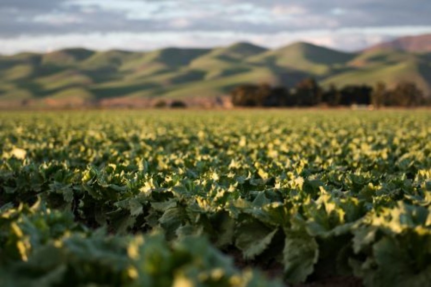 Is it Possible to Combine Lime Sulfur Fertilizer with Other Fungicides?