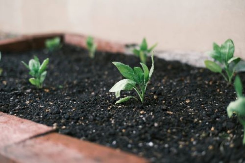 Common Mistakes When Using Chlorpyrifos 20 EC and How to Avoid Them